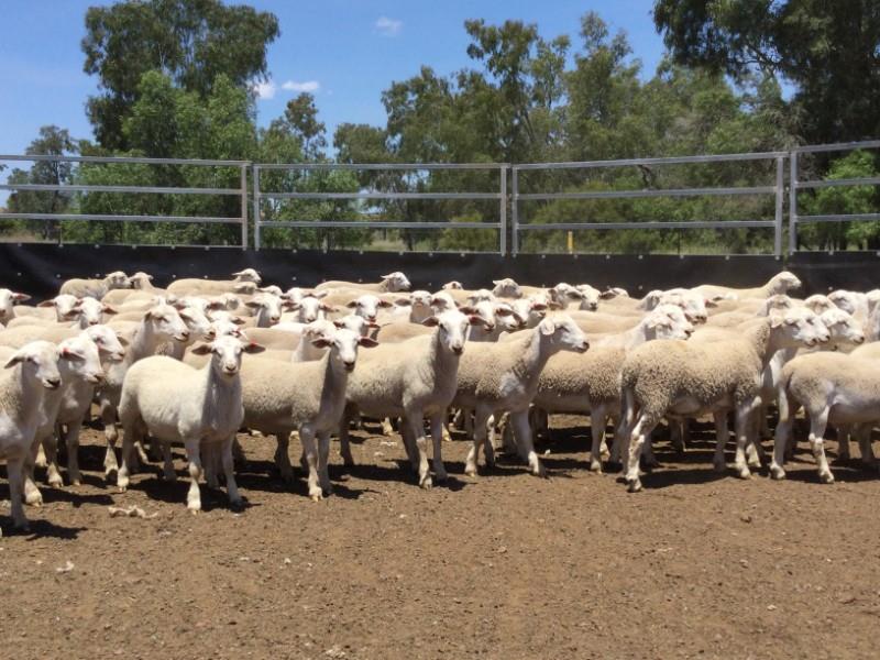 Holy Sheep! Largest Commercial Sheep and Lamb Listing for 2022